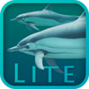 <b>Dolphins</b> 3D Lite