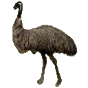 Emu Music Player