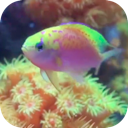 Fish Tank HD