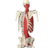 Interactive Spine