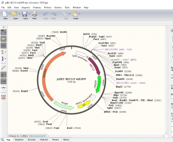 snapgene viewer sequence quality