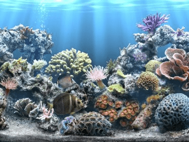 Sim Aquarium 3 Download - Sim AQUARIUM 3.exe