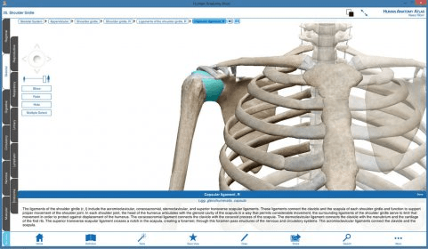 Visible Body 3D Human Anatomy Atlas Download - Human Anatomy Atlas Is A ...