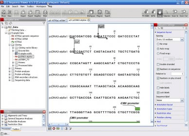 edit sequence clc sequence viewer