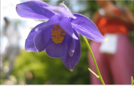 Aquilegia Flowers Part 1 Screensaver Download - Aquilegia Flowers Part