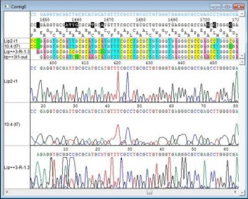 clc sequence viewer sanger clc sequence viewer sanger