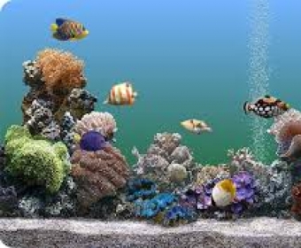 marine aquarium deluxe 3.0 screensaver free download