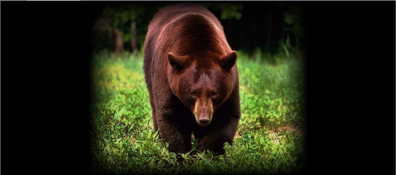 North American Wildlife Screensaver : Bear 