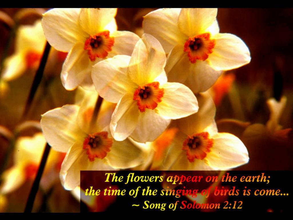 Spring with Bible Verses Scenic Reflections : Spring with Bible Verses-Sample screen