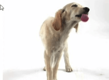 Golden Retriever Pup Dog Licking Screen Cleaner 3.0 Download (Free)