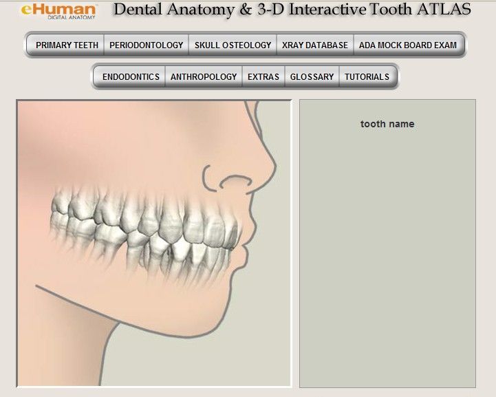 3d tooth atlas activation code