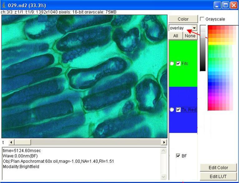 Imagej Nd Viewer Plug In Download It Opens Nikon Nd2 Files