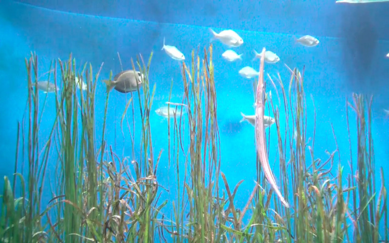Reef Aquarium HD 1.0 : Reef Aquarium HD screenshot