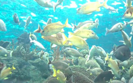 Reef Aquarium HD screenshot