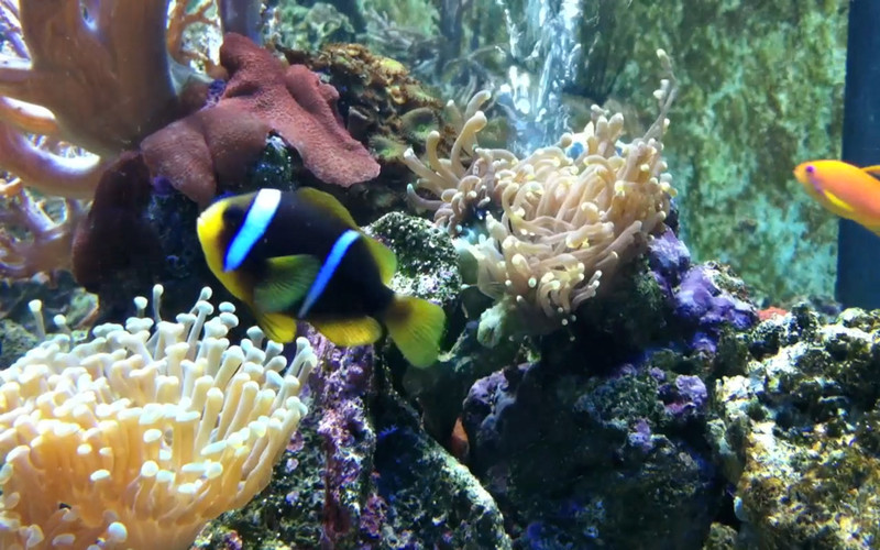 Virtual Aquarium 1.2 : Virtual Aquarium screenshot