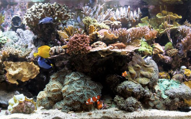 BluScenes Coral Reef Aquarium HD 1.0 : General view