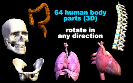 3D Human Body Organs Reference screenshot