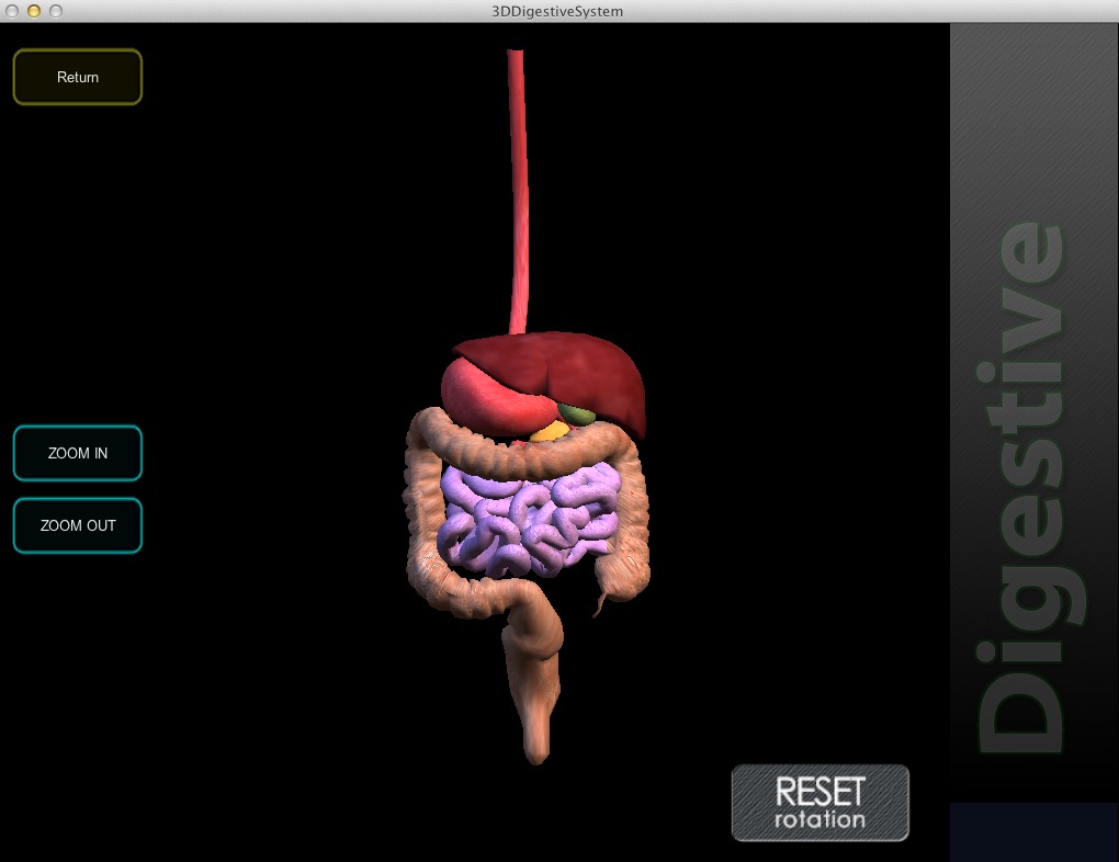 3D Digestive System 1.0 : Image