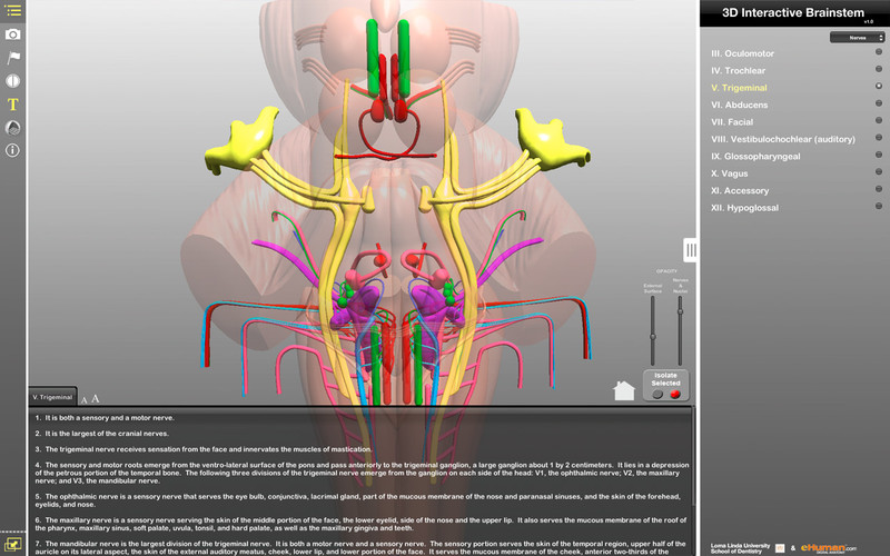 Interactive 3D Brainstem App 1.0 : Main window