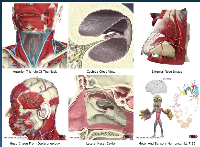 3D Anatomy for Otolaryngology and Head and Neck Surgery 2.1 : General view
