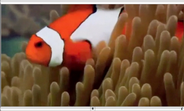 Clownfish 1.0 : General view