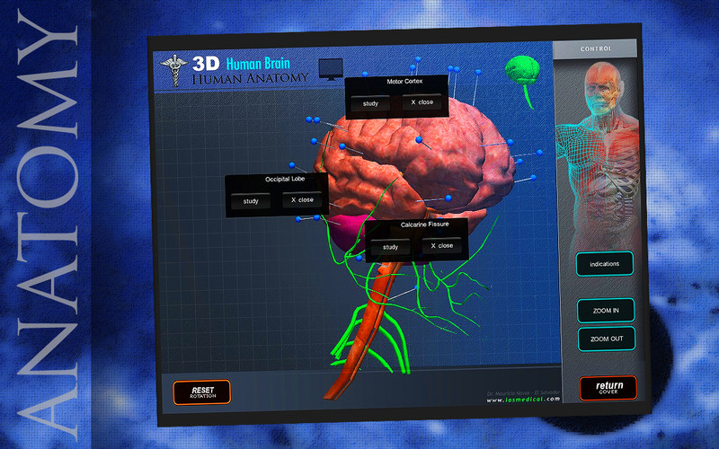 Human Brain Pins 3D 1.0 : Main window