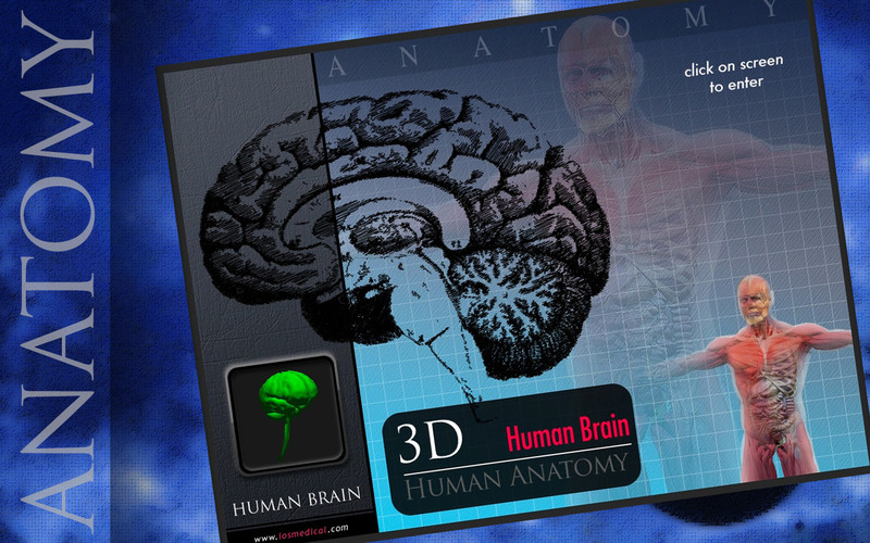 Human Brain Pins 3D 1.0 : Human Brain Pins 3D screenshot