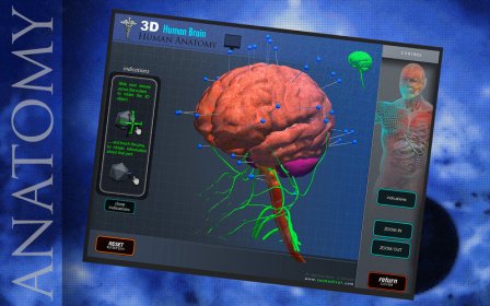 Human Brain Pins 3D screenshot