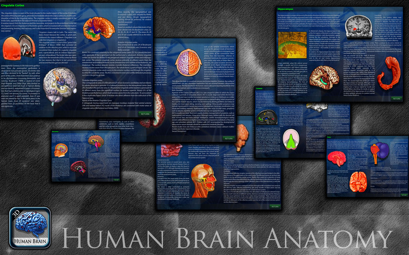 Human Brain Pins 3D 1.0 : Human Brain Pins 3D screenshot