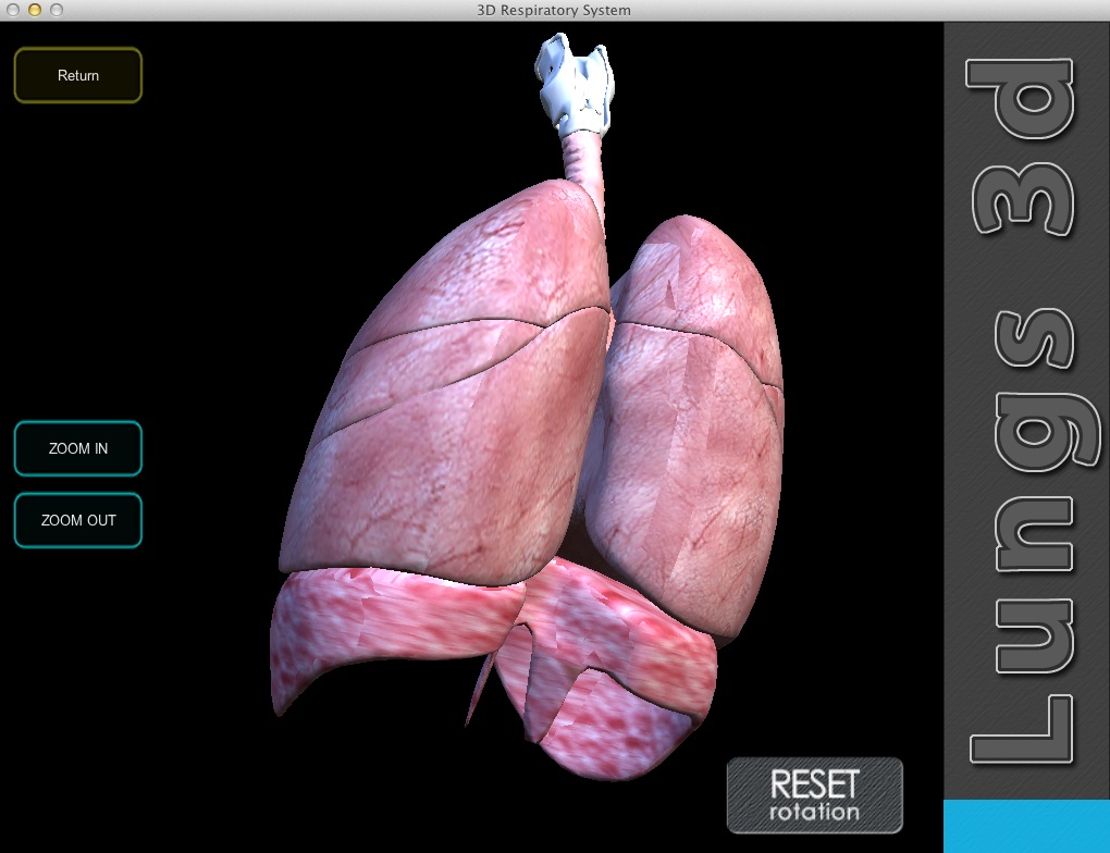 3D Respiratory System 1.0 : Image