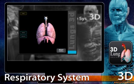 3D Respiratory System screenshot