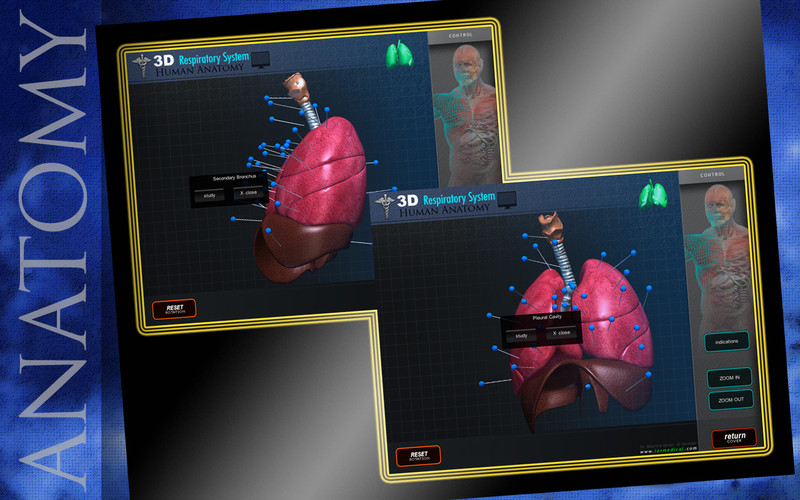 3D Respiratory System Pns 1.0 : 3D Respiratory System Pns screenshot