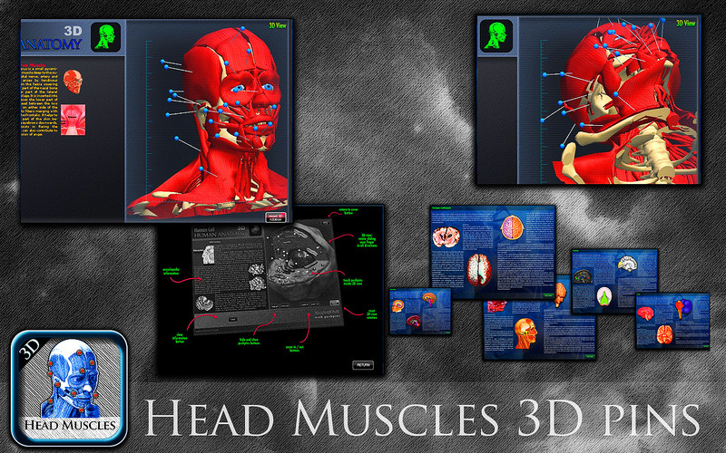 Head Muscles 3D 1.0 : Main window