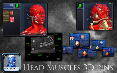 Head Muscles 3D screenshot