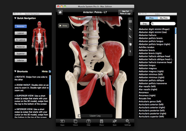 Muscle System Pro III 3.0 : Main window