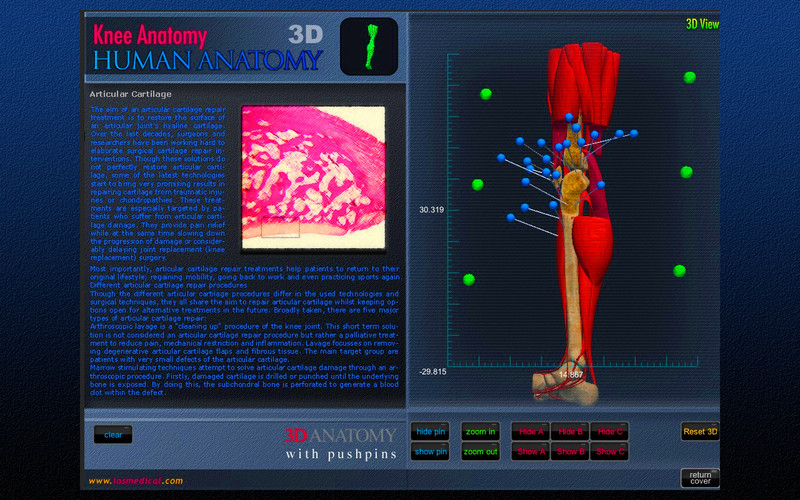 Knee Anatomy 3D 1.0 : Knee Anatomy 3D screenshot