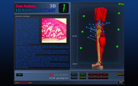 Knee Anatomy 3D screenshot