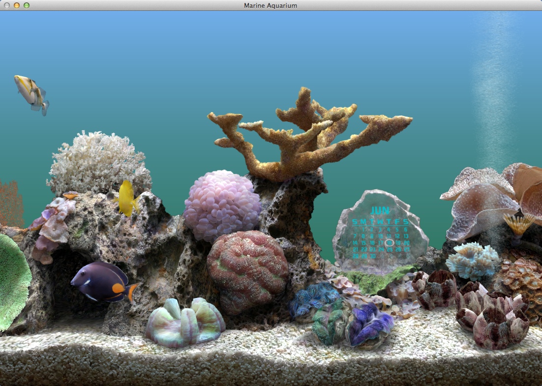 Marine Aquarium : Fish Tank Window
