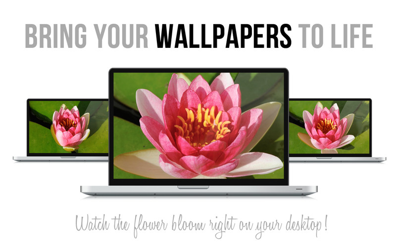 Wallpapers Live 1.0 : Wallpapers LIVE screenshot