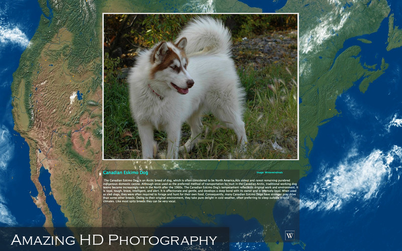 Amazing Earth 3D: Dogs 1.0 : Amazing Earth 3D: Dogs screenshot