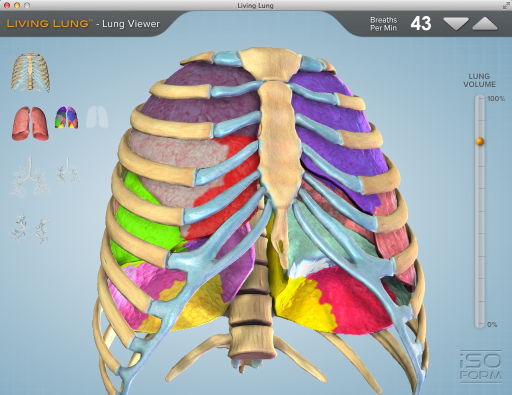 Living Lung™ - Lung Viewer 1.0 : Analyzing Lung Components