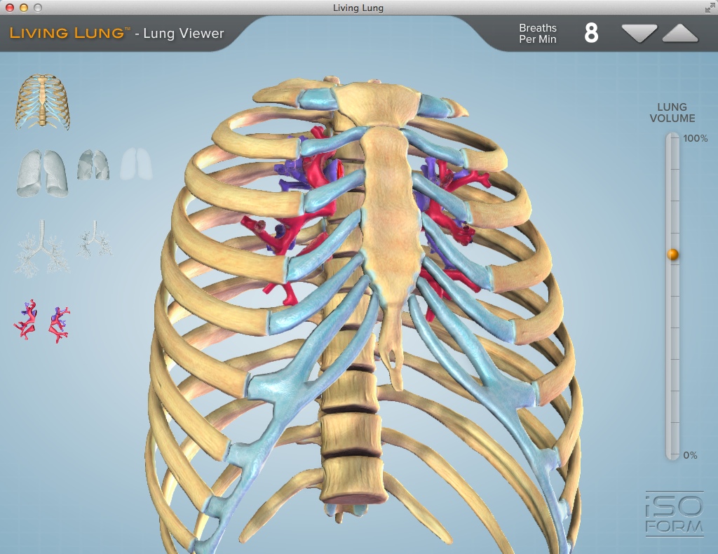 Living Lung™ - Lung Viewer 1.0 : Vascular Representation
