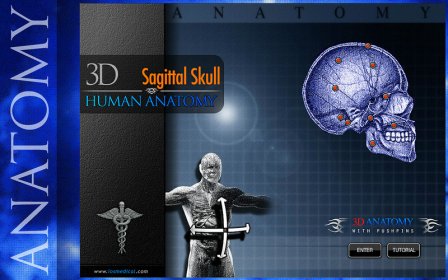 Sagittal Skull 3D screenshot