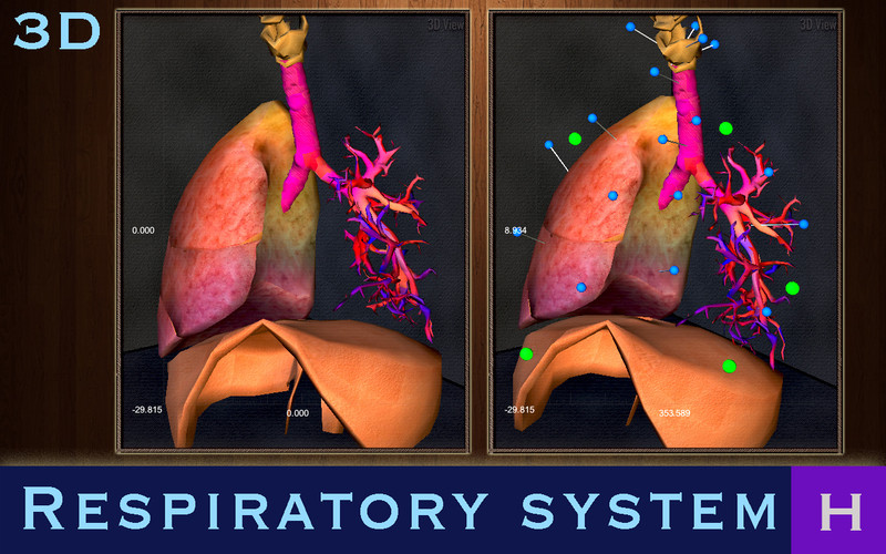 Respiratory System H 1.0 : Respiratory System H screenshot