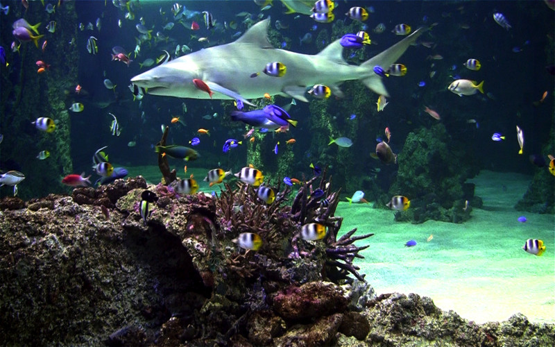 Aquarium HD 2.2 : Aquarium Live HD screenshot