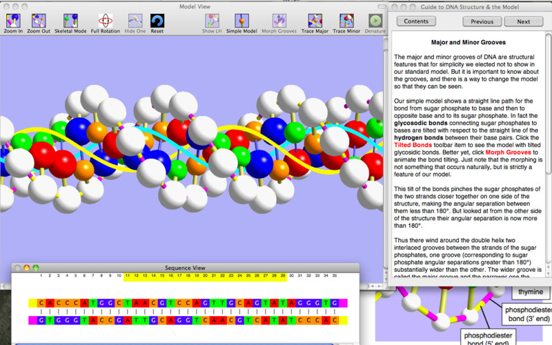 OnScreen DNA Model 1.3 : OnScreen DNA Model screenshot