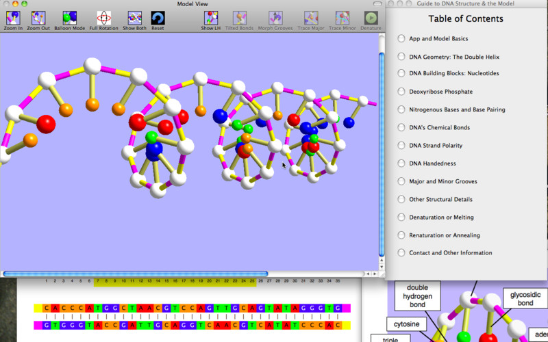 OnScreen DNA Model 1.3 : OnScreen DNA Model screenshot