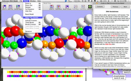 OnScreen DNA Model screenshot