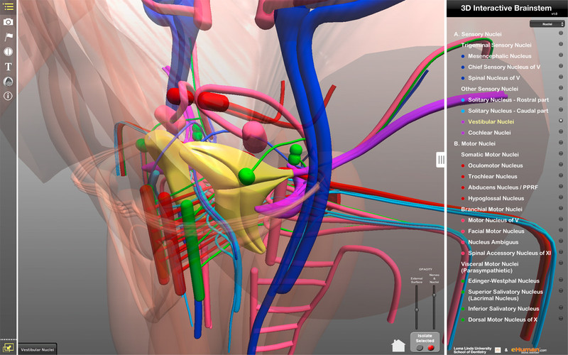 Interactive 3D Brainstem App 1.1 : Interactive 3D Brainstem App screenshot