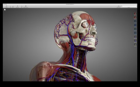 Essential Anatomy 2 screenshot
